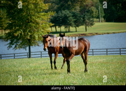 Deux quarter horses sur journée d'été à marcher ensemble dans l'herbe près du lac, Missouri, États-Unis Banque D'Images