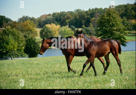 Quarter Horses famille tant mare et son poulain sur la marche de jour d'été dans l'herbe près du lac, Missouri USA Banque D'Images