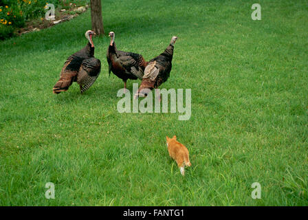 Chat-tigre intérieur jaune trois tiges de dindons sauvages, Meleagris gallapavo, dans la cour arrière de la maison, Missouri, États-Unis Banque D'Images