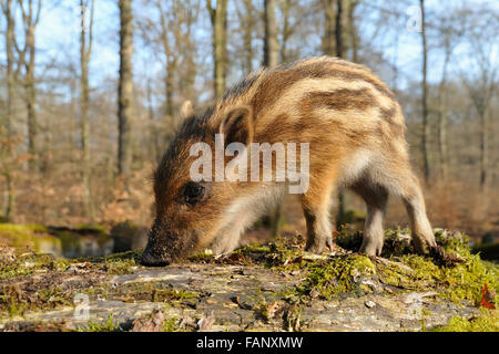 Le sanglier (Sus scrofa) shoat sur tronc d'arbre moussu clairsemée en hêtre européen (Fagus sylvatica) forest prisonnier Banque D'Images