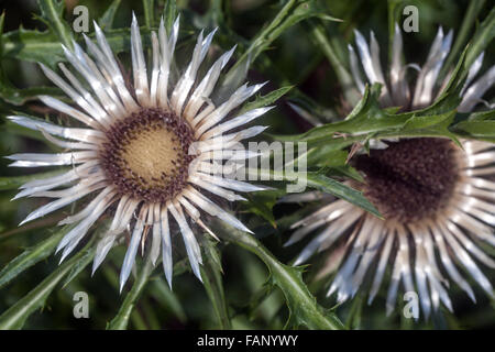 Stemless Carline Thistle Carlina acaulis fleurs Banque D'Images