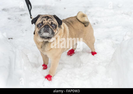 Adorable Carlin portant des bottes, dans la neige en hiver Banque D'Images