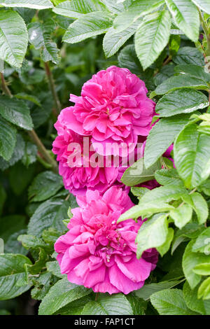 Rosa rugosa fleurs. Banque D'Images