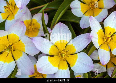 Jardin de tulipes, tulipes Tulipa Tulipa saxatilis Lilac Wonder, Banque D'Images