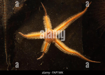 Ophiocomina nigra cassante (star) sur le varech, le Loch Fyne, en Écosse. Banque D'Images