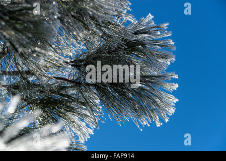 Givre sur les branches de pin ponderosa dans Oregon's Wallowa Valley. Banque D'Images