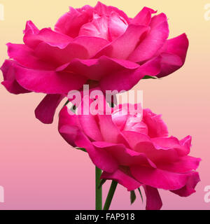 Deux roses sur fond rose et jaune Banque D'Images