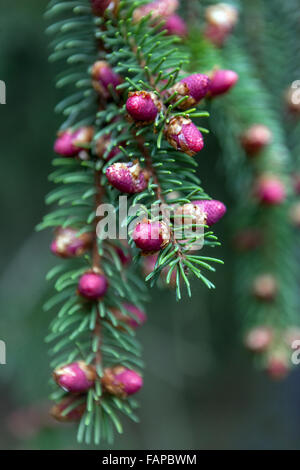 Épinette de Norvège Picea abies 'Finedonensis' gros plans Banque D'Images