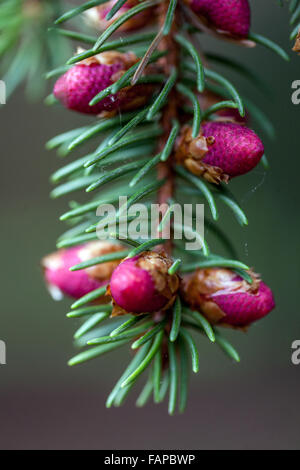 L'épicéa, Picea abies 'Finedonensis", près des cônes de fleurs Banque D'Images