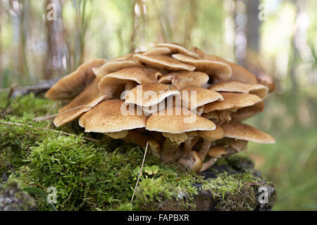 Miel champignons agarics sur l'ancien tronçon Banque D'Images