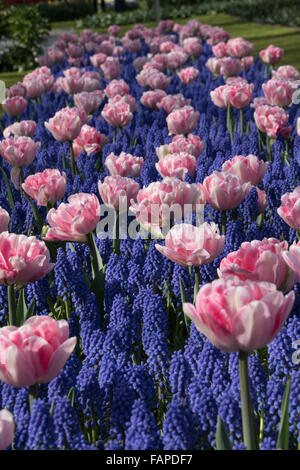 Beau parterre composé avec des tulipes roses et muscaris seulement. Banque D'Images