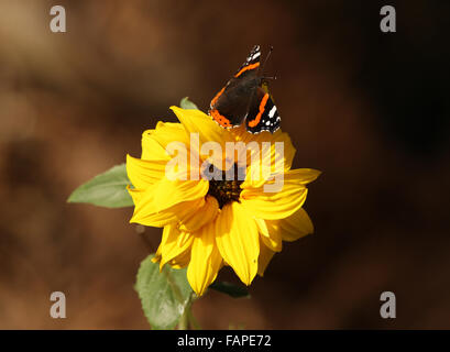 Close up d'un amiral rouge papillon sur un tournesol Banque D'Images