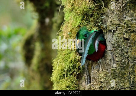 Quetzal resplendissant sur le nid au Costa Rica's Savegre cloud forest Banque D'Images