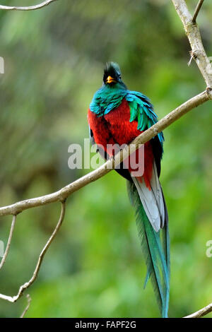 Quetzal resplendissant au Costa Rica's Savegre cloud forest Banque D'Images