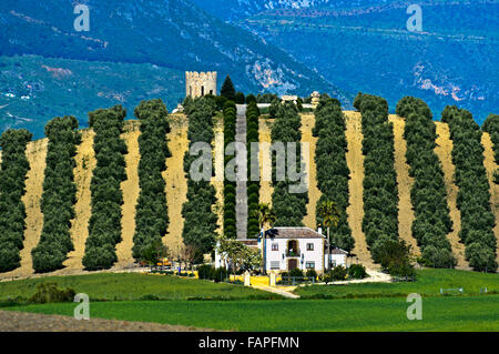 Maison de ferme, finca, sous une oliveraie sur une colline près de Torre Alháquime, Andalousie, Espagne Banque D'Images