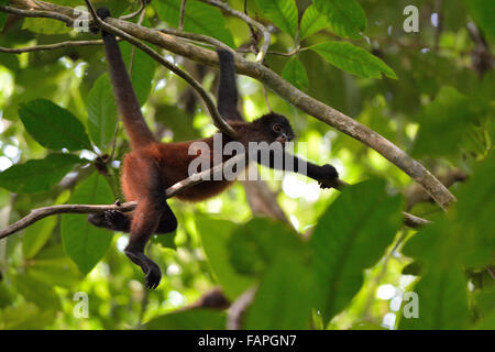 Singe-araignée sur l'arbre dans le parc national Corcovado Banque D'Images
