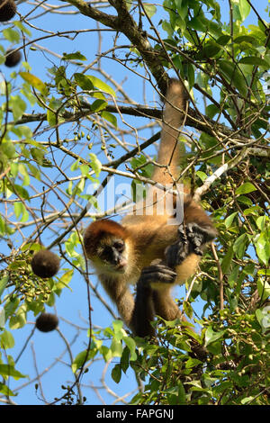 Singe-araignée sur l'arbre dans le Parc National de Tortuguero Banque D'Images