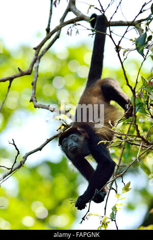 Un singe de Howler mécontent dans la forêt tropicale du Costa rica Banque D'Images