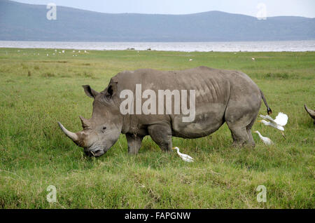 White Rhino dans Parc National de Nakuru de lac Banque D'Images