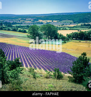 Champ de lavande en fleurs, la vallée de Sault, Vaucluse, Provence, France, Europe Banque D'Images