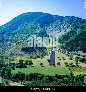Champ de lavande en fleurs, montagnes, Drôme, Provence, France, Europe Banque D'Images