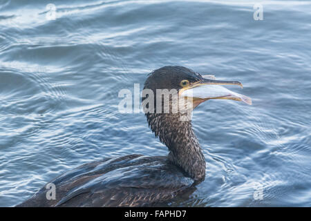 Newlyn, Cornwall, UK. 3e janvier 2016. Une Shag essayant en vain d'avaler un poisson pris au port de Newlyn. Crédit : Simon Yates/Alamy Live News Banque D'Images