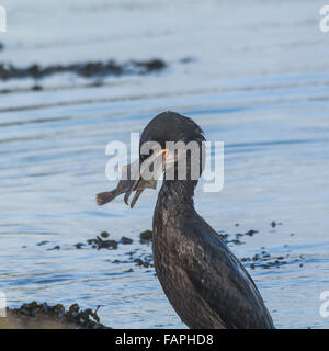 Newlyn, Cornwall, UK. 3e janvier 2016. Une Shag essayant en vain d'avaler un poisson pris au port de Newlyn. Crédit : Simon Yates/Alamy Live News Banque D'Images