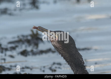 Newlyn, Cornwall, UK. 3e janvier 2016. Une Shag essayant en vain d'avaler un poisson pris au port de Newlyn. Crédit : Simon Yates/Alamy Live News Banque D'Images