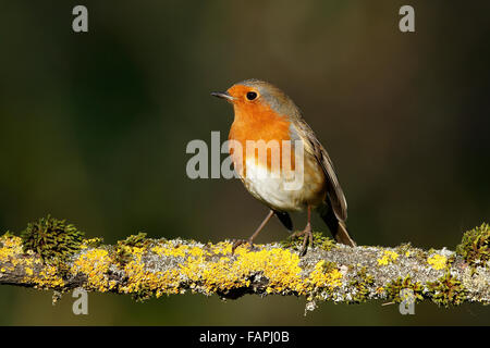 European Robin (Erithacus rubecula aux abords), adulte, perché sur la branche arbre couvert de lichens dans jardin, Warwickshire, Angleterre, Février Banque D'Images