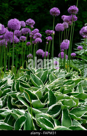 L'allium purple sensation hosta francee feuillage panaché vert violet couleur printemps combinaison plante jardin floral RM Banque D'Images