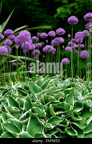 L'allium purple sensation hosta francee feuillage panaché vert violet couleur printemps combinaison plante jardin floral RM Banque D'Images