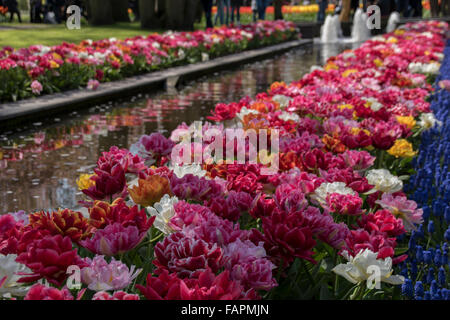Frontières tulip multicolore situé près de l'eau. Banque D'Images