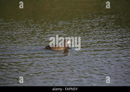 Le Fuligule milouinan Aythya marila, femme, natation, Banque D'Images