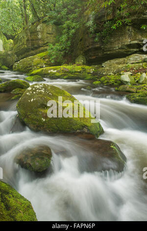 Flux Roaring Fork autour et sur les rochers couverts de mousse et cailloux, Great Smoky Mountain NP, New York USA Banque D'Images