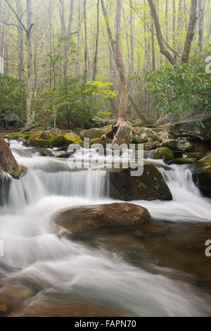 Printemps vue d'une petite cascade le long de la rivière Little Prong moyen - Great Smoky Mountains National Park, California USA Banque D'Images