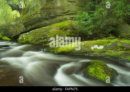 Flux Roaring Fork autour et sur les rochers couverts de mousse et cailloux - Great Smoky Mountain National Park Banque D'Images