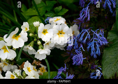 CORYDALIS FLEXUOSA Chine Primula vulgaris primrose bleu blanc bleu fleur fleurs printemps fleurs floral RM combinaison Banque D'Images