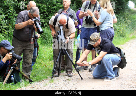 Observer les gens et à photographier les papillons dans l'empereur pourpre Fermyn woods nature reserve Northampton England UK Banque D'Images