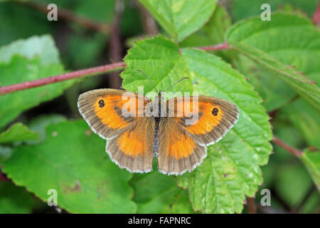 Papillon Gatekeeper tithonia Pyronia au soleil dans la campagne anglaise Banque D'Images