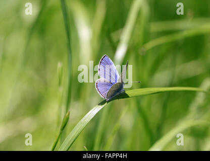 Papillon bleu Holly Celastrina argiolus pris dans la campagne anglaise Banque D'Images