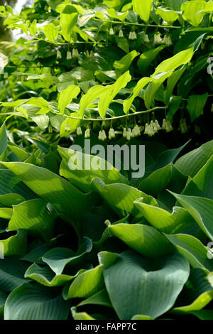 Hosta Polygonatum multiflorum et ombragé ombragé bois jardin feuilles combinaison florale RM Banque D'Images