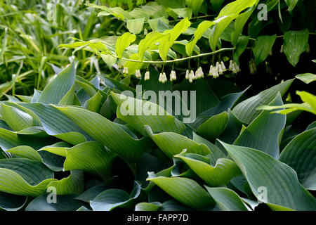 Hosta Polygonatum multiflorum et ombragé ombragé bois jardin feuilles combinaison florale RM Banque D'Images