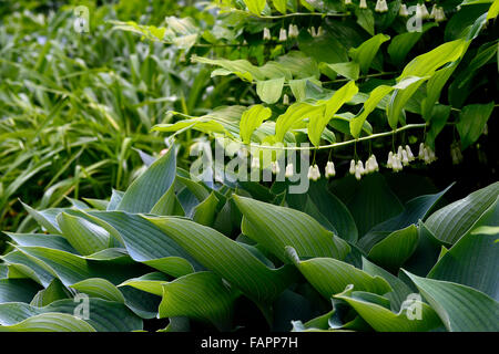 Hosta Polygonatum multiflorum et ombragé ombragé bois jardin feuilles combinaison florale RM Banque D'Images