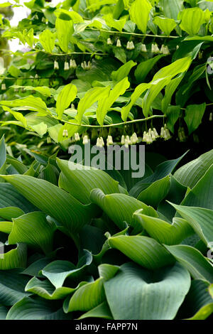 Hosta Polygonatum multiflorum et ombragé ombragé bois jardin feuilles combinaison florale RM Banque D'Images