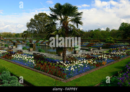 Kensington Palace Gardens jardin en contrebas de fleurs de printemps tulipes fleur lit ersyimum frontière officielle affichage Floral RM Banque D'Images