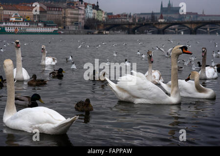 Les canards et les cygnes de la rivière Vltava, dans le centre de Prague. La Vltava, la plus longue rivière de la République tchèque, la capitale tchèque est diviser Banque D'Images