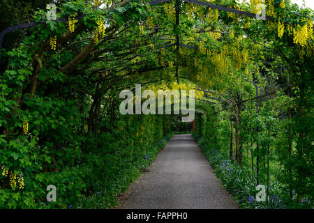 Pergola Laburnum marche racème jaune printemps floraison fleurs grappes à l'ombre de l'ombre de l'auvent ombragé Floral RM Banque D'Images