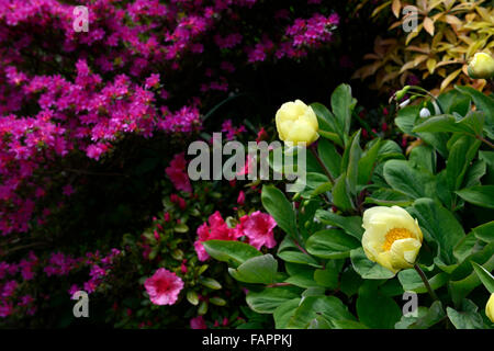 La pivoine rose pivoine pivoines jaune azalée fleur fleurs jardin jardinage fleurs floral RM Banque D'Images