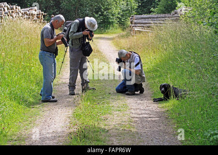 Observer les gens et à photographier les papillons dans l'empereur pourpre Fermyn woods nature reserve Northampton England UK Banque D'Images