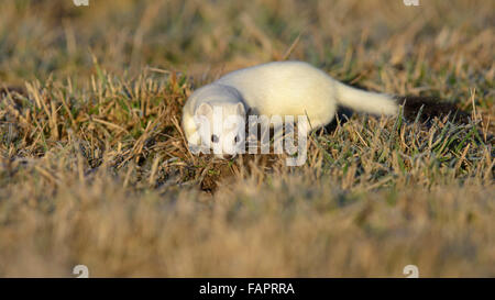 Hermine (Mustela erminea) en manteau d'hiver, jusqu'pickung scent, Jura Souabe biosphère, Bade-Wurtemberg Banque D'Images